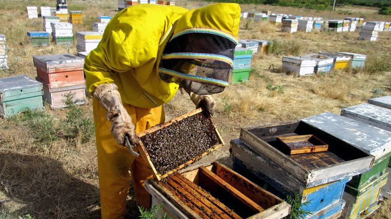 بی‌توجهی به صنعت زنبورداری کشاورزی را فلج می‌کند/ تامین اجتماعی حاضر به بیمه کردن زنبورداران نیست
