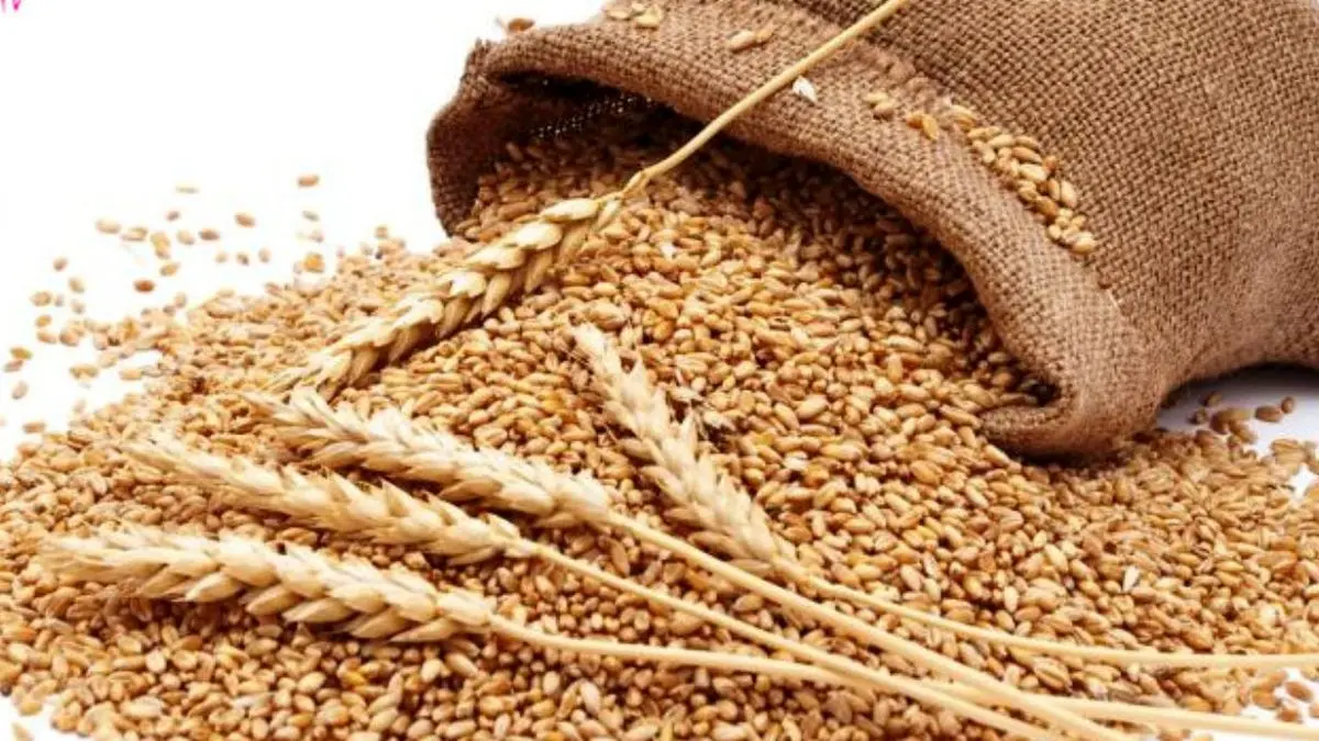 واردات گندم صادراتی با وجود ممنوعیت