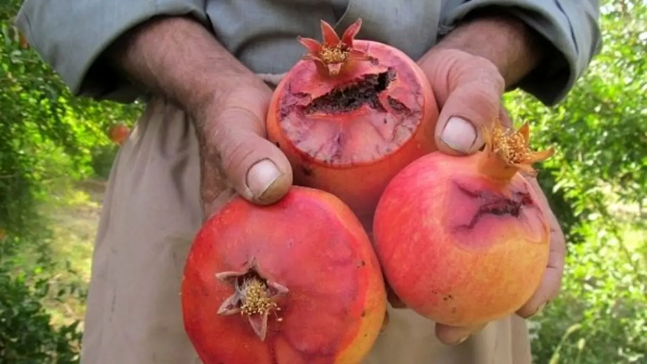 حمله آفت مگس مدیترانه‌ای به انار میبد