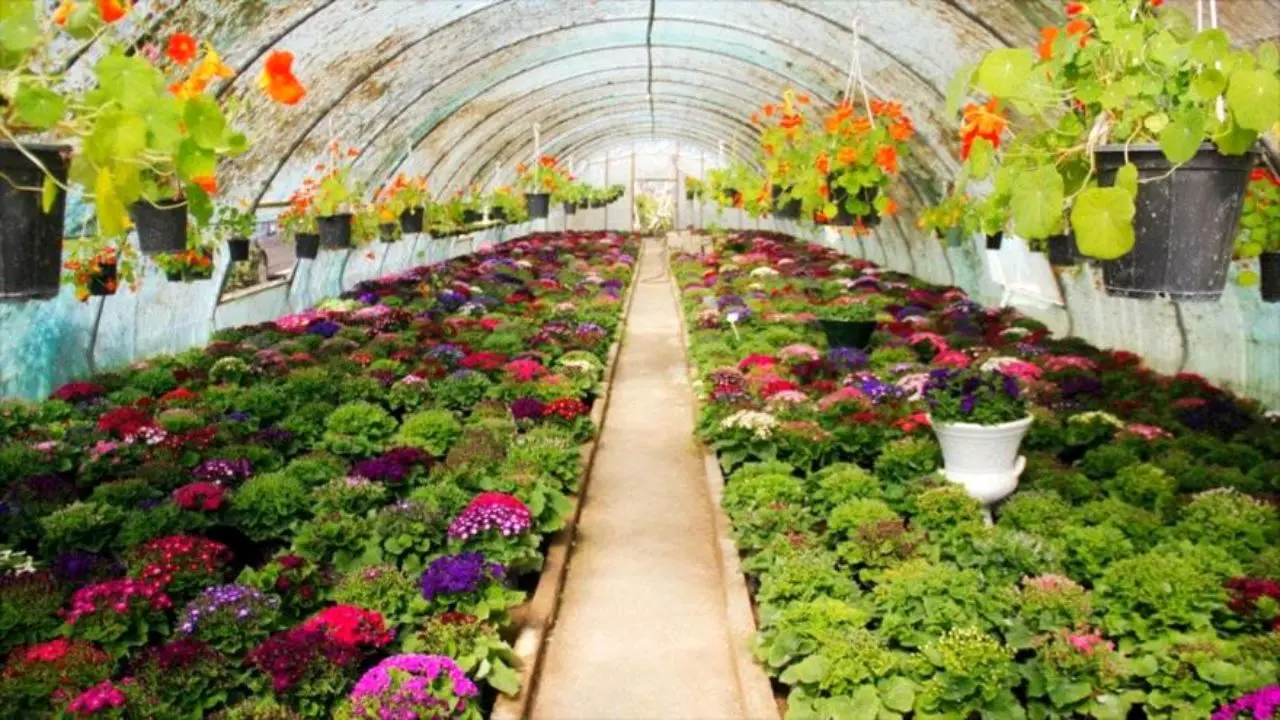 20 میلیارد تومان وام به پایانه صادراتی گل و گیاه پرداخت شد