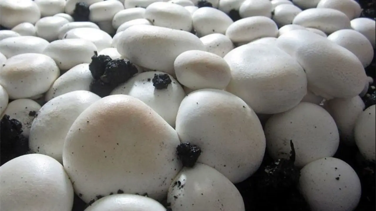 زیان پرورش دهندگان قارچ خوراکی از 11 میلیارد تومان فراتر رفت