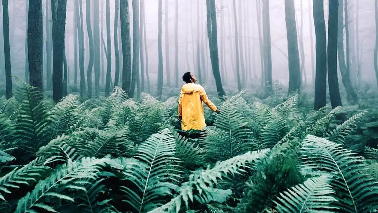 عکس روز اینستاگرام، گردش در جنگل