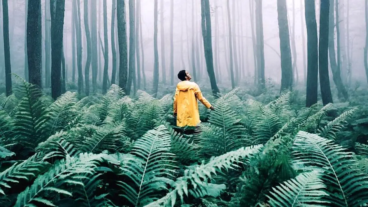 عکس روز اینستاگرام، گردش در جنگل