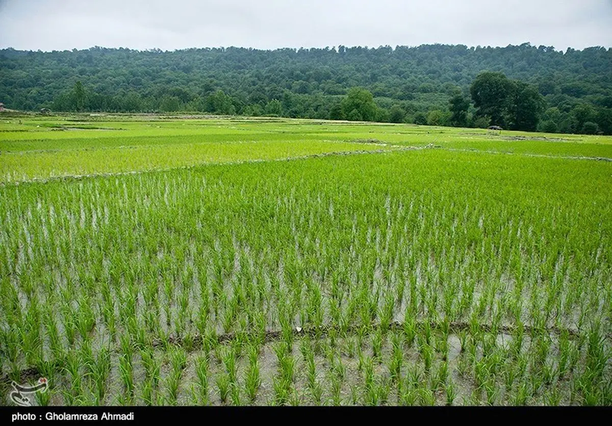 شالیزار برنج در مازندران