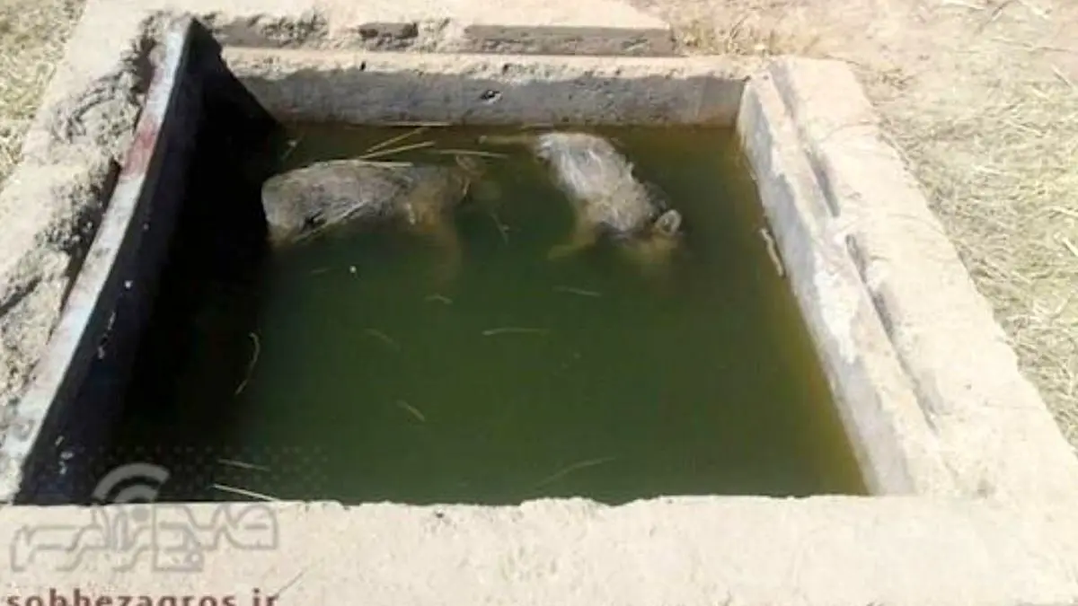 پیدا شدن «گراز» در منبع آب دمچنار بویراحمد
