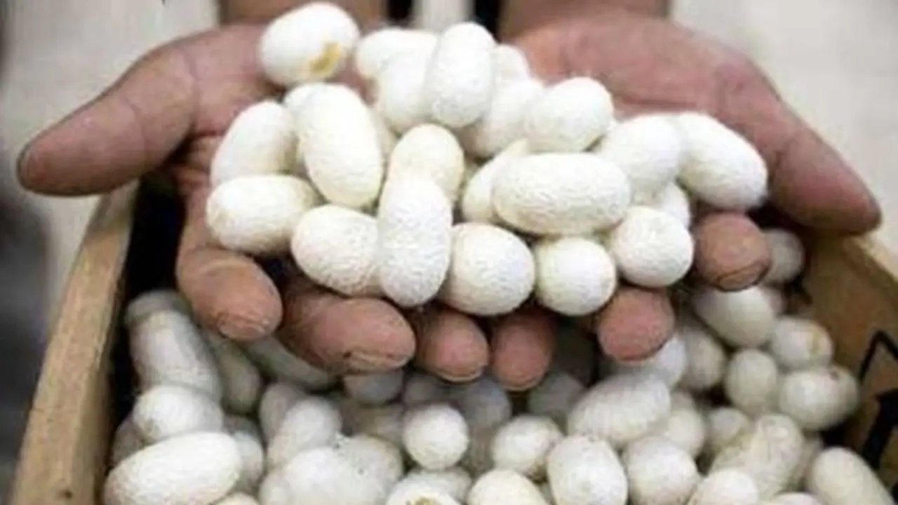 تولید نیمی از پیله ابریشم کشور در گیلان/ رشد 110 درصدی قیمت خرید تضمینی پیله تر ابریشم