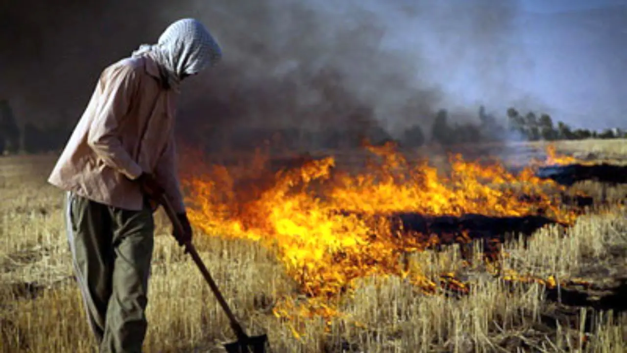 آتش‌زدن مزارع بعد از برداشت محصول، خاک را می‌کُشد