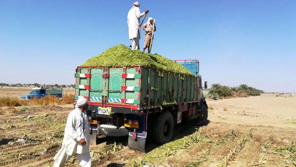 250 هکتار زمین کشاورزی در ایرانشهر به آبیاری نوین مجهز شد