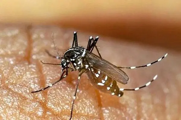 دنگي،تب،هرمزگان،ميرزاده