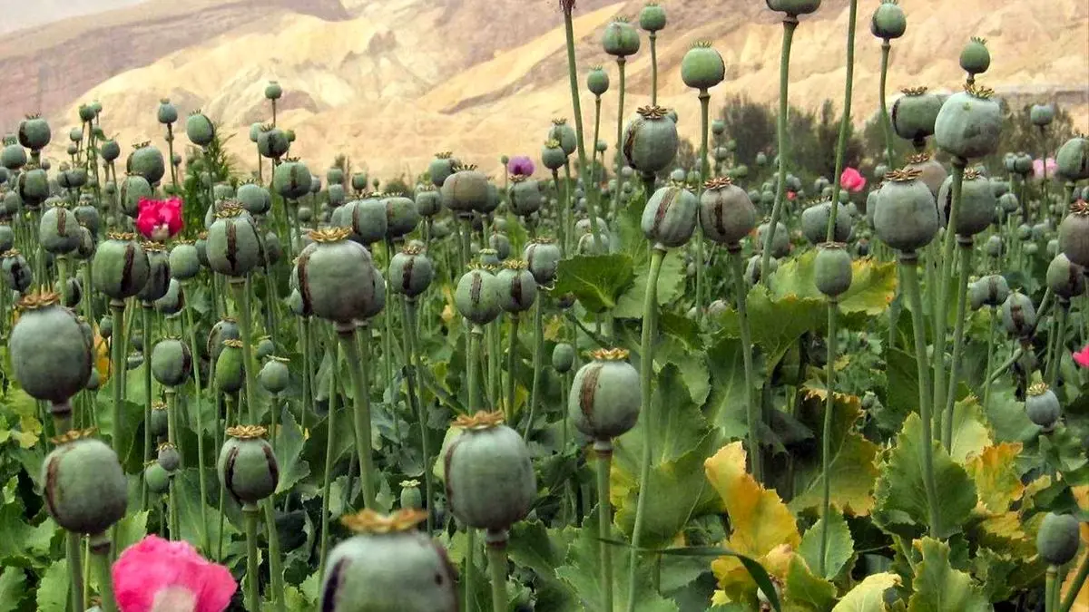 سازمان ملل از گسترش کشت خشخاش در افغانستان خبر داد