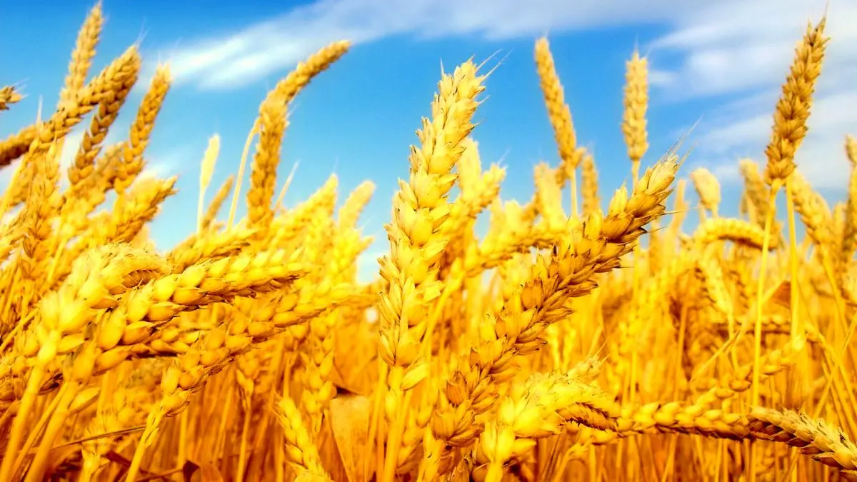 4 میلیون و 100 هزارتن گندم از کشاورزان خریداری شد