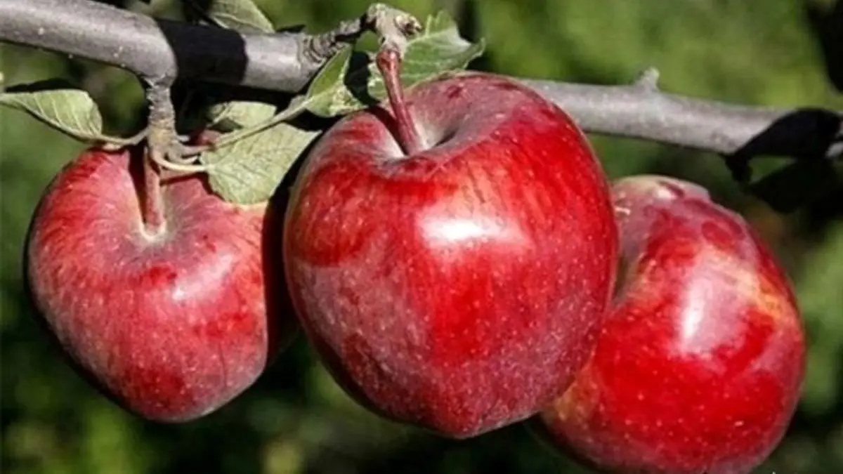 700 هزار تن سیب درختی از کشور صادر شد