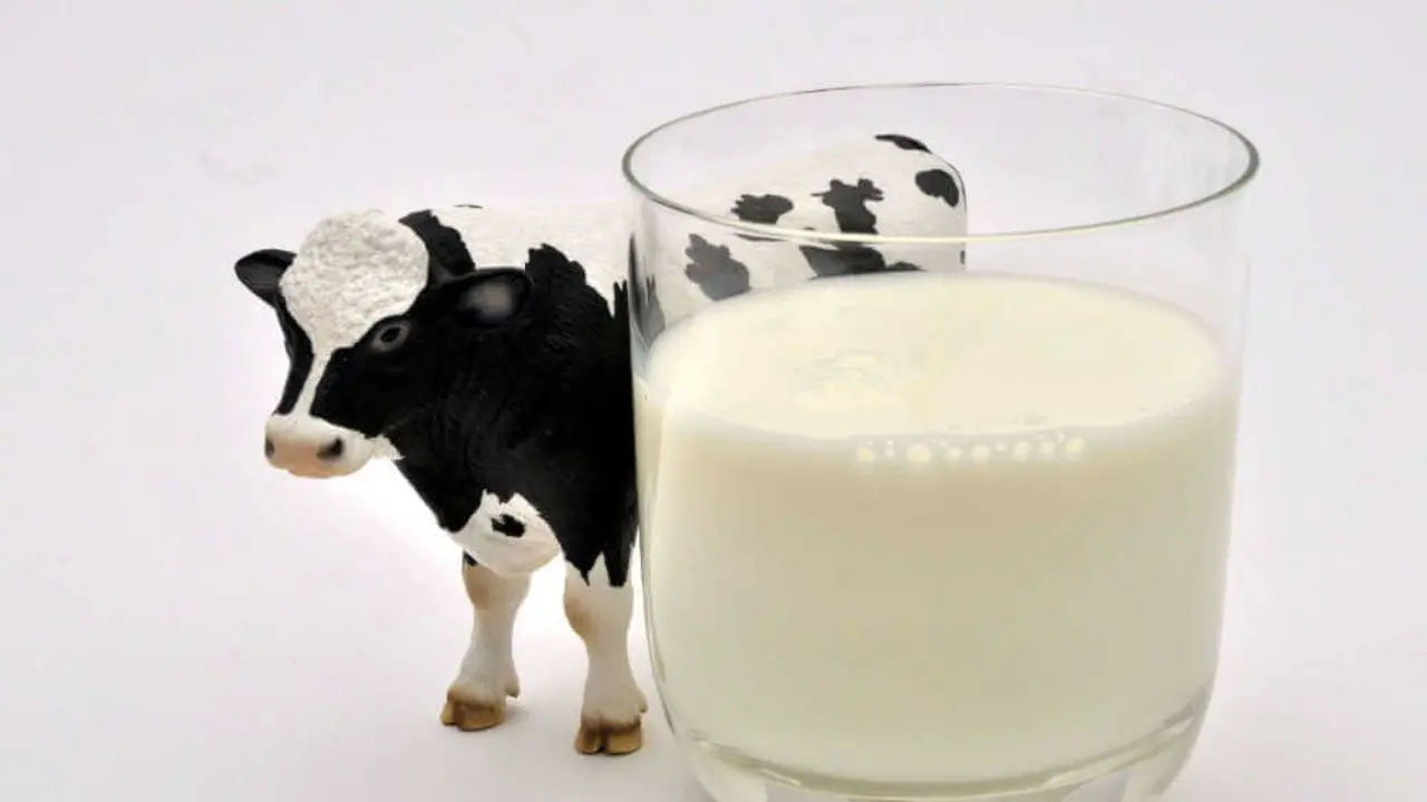 50 تن شیر به خارج از لرستان فروخته می‌شود