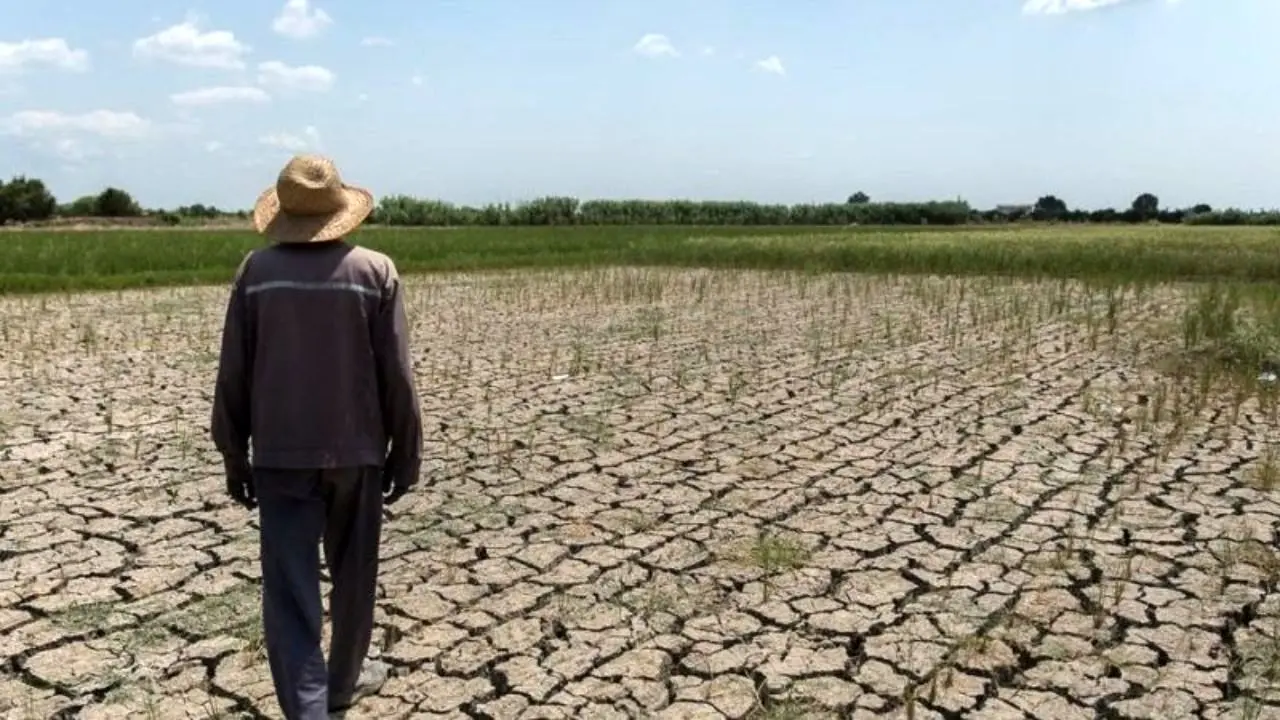 کشاورزان فارس بیشترین آسیب را از خشکسالی متحمل شده‌اند