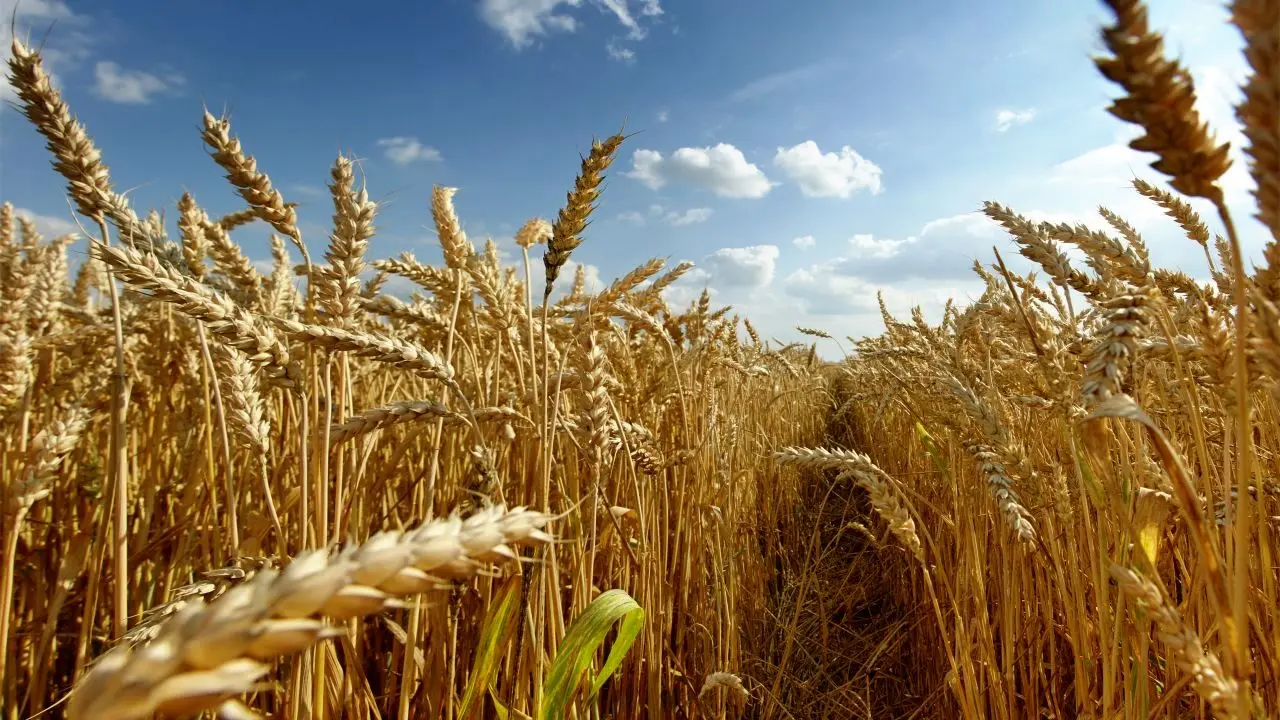 ایران ضمن خودکفایی در گندم به صادرکننده گندم نیز تبدیل شده‌ است