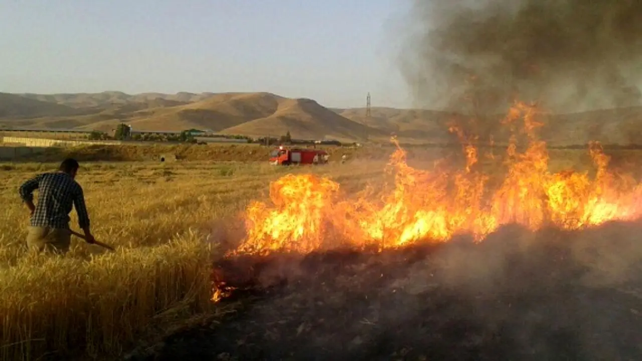 آتش زدن مزارع غلات در استان البرز کاهش پیدا کرده است