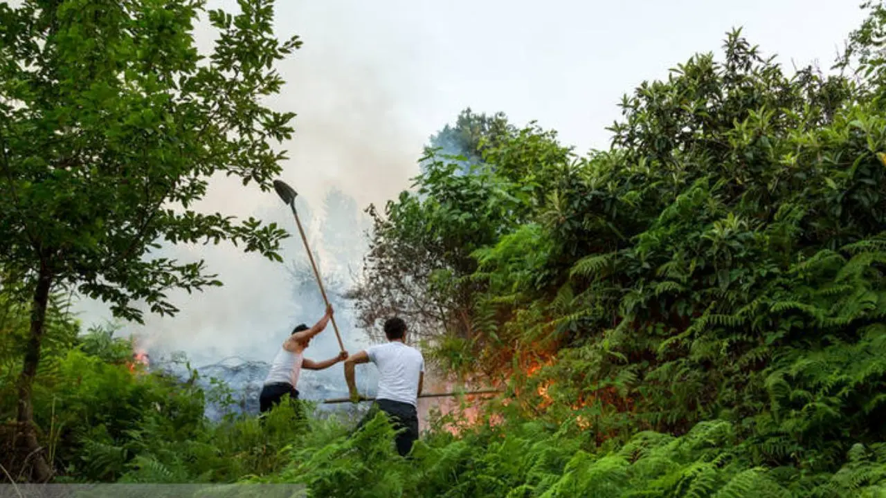 سازمان مدیریت بحران مسئول پرداخت خسارت آتش‌سوزی باغات چای لنگرود است