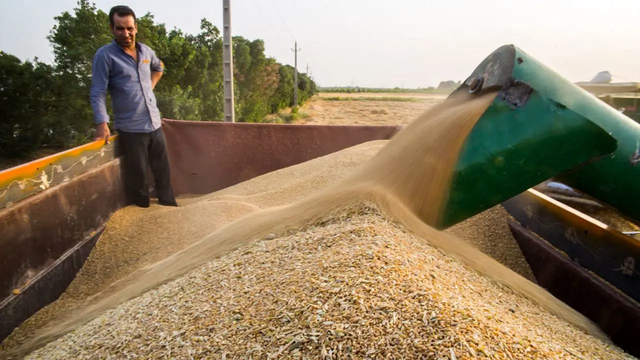 خرید تضمینی 4 میلیون و 800 هزارتن گندم از کشاورزان/خرید دانه‌های روغنی 71 درصد رشد داشت