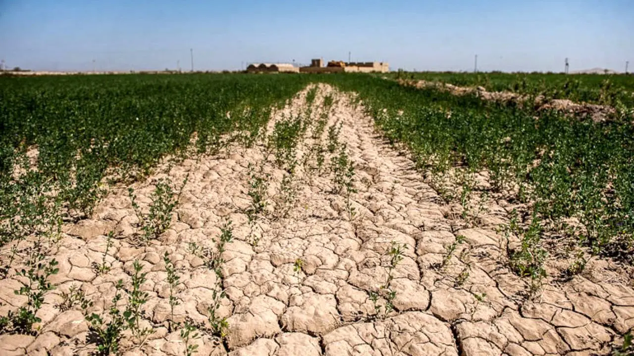 شوری آب خسارت جدی به کشاورزی خرمشهر وارد کرد