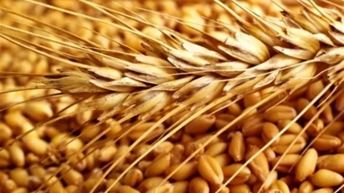 تحویل 4میلیون و 600 هزار تن گندم از کشاورزان/ بورس کالا انبار تضمین شده برای در اختیار گرفتن خرید تضمینی ندارد