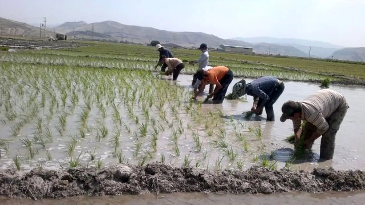 بحران در کشت‌های غیرقانونی برنج در حوضه کارون خوزستان