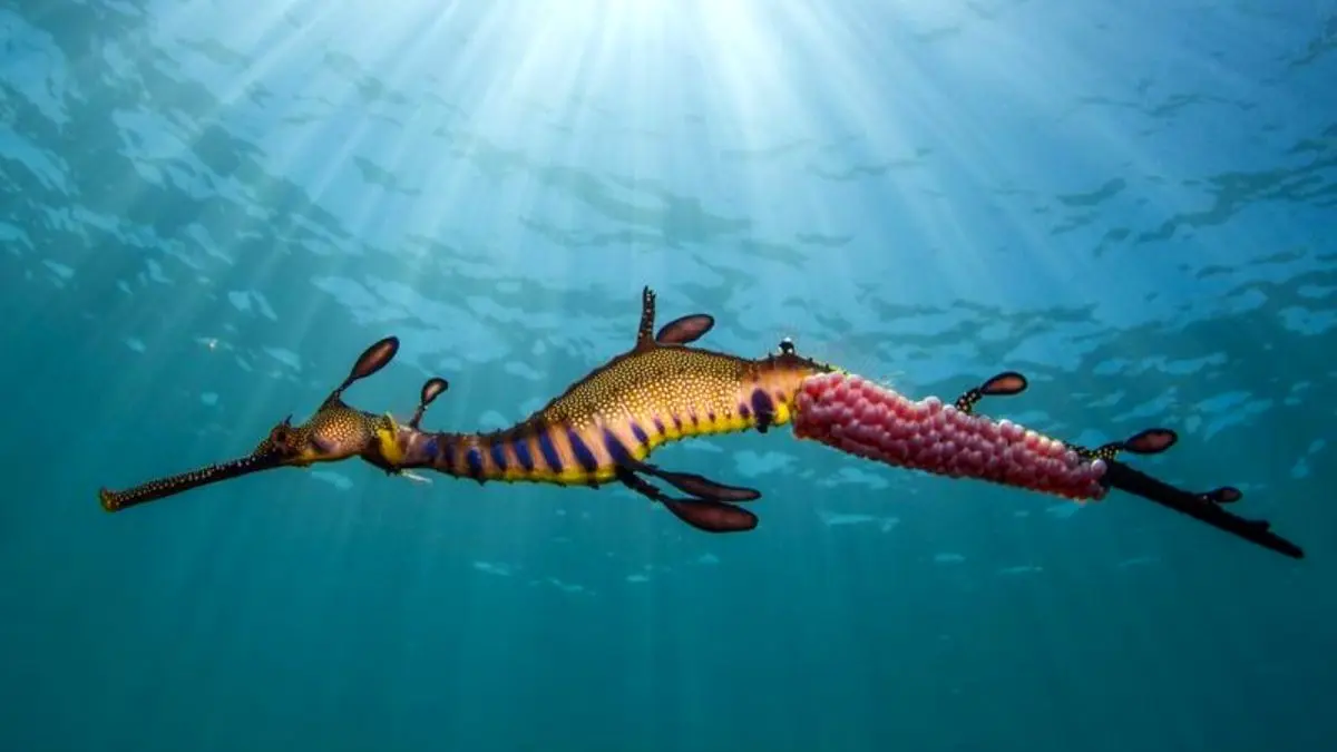 عکس روز نشنال جئوگرافیک، اژدهای دریای استرالیا