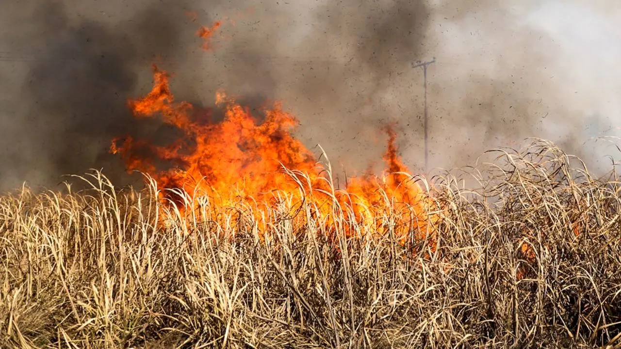 آتش زدن مزارع تهدیدی برای جنگل‌های گلستان