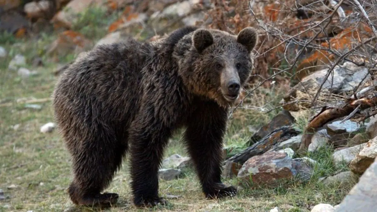 حمله خرس به یک شهروند در چهارمحال و بختیاری