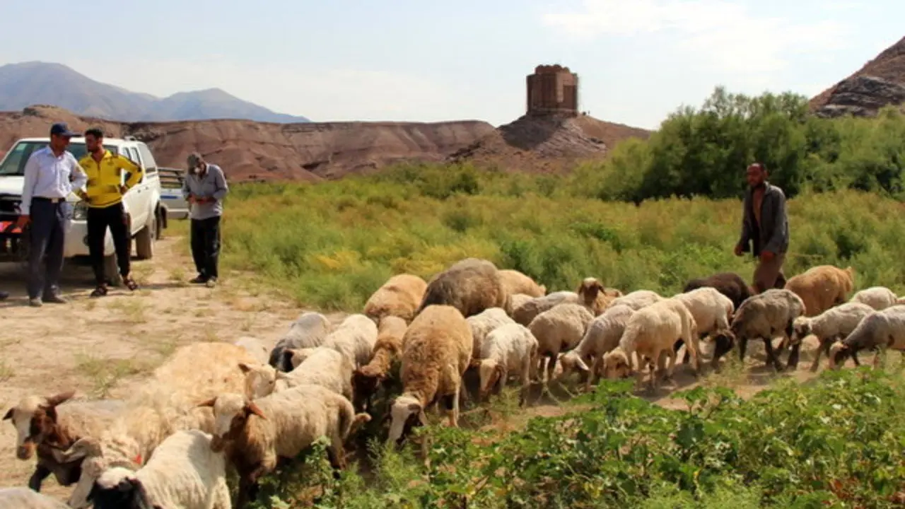 حضور گوسفندان در حریم قلعه تاریخی سمیران قزوین موجب آسیب احتمالی آثار ملی است