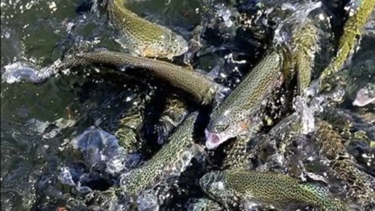 حوضچه‌های پرورش ماهی غیرمجاز در شادگان تخریب شدند
