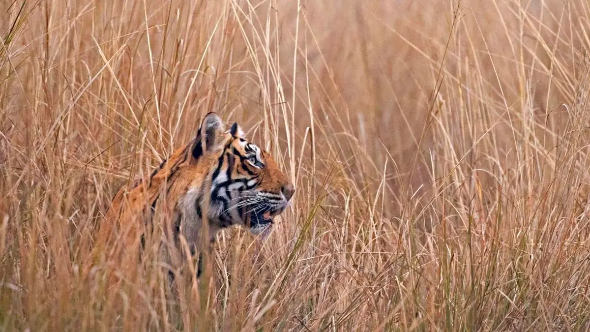 عکس روز بینگ، ببر بنگال