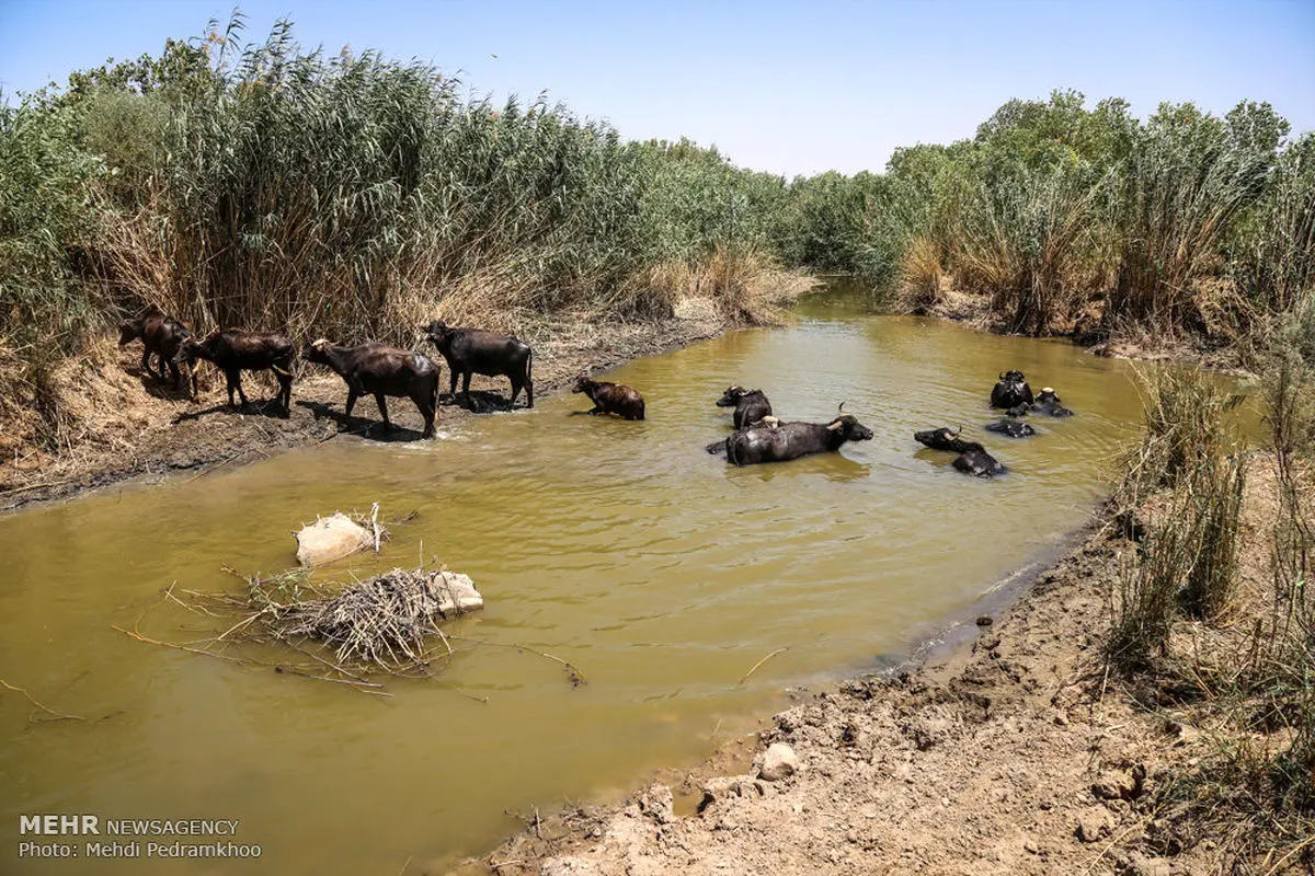 نابودی 90 درصد تالاب هورالعظیم
