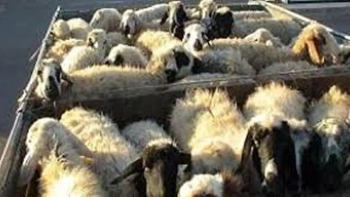 کشف 224 راس دام قاچاق در شهرستان فامنین