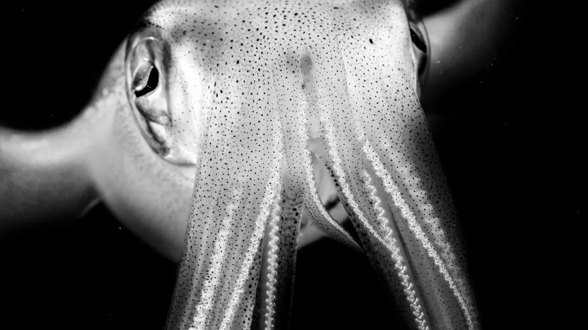 عکس روز نشنال جئوگرافیک، اخم ماهی مرکب