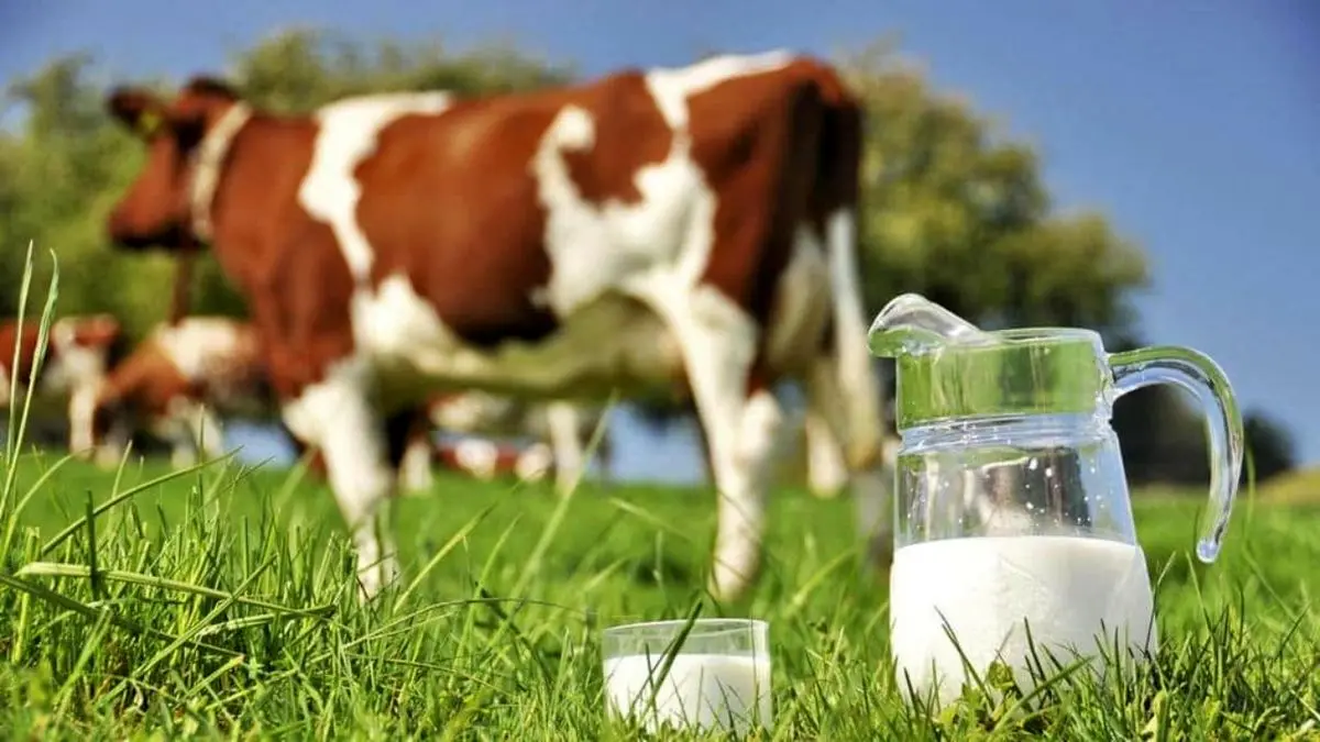 شیرخام کارخانه‌های لبنی بدون محدودیت تامین می‌شود