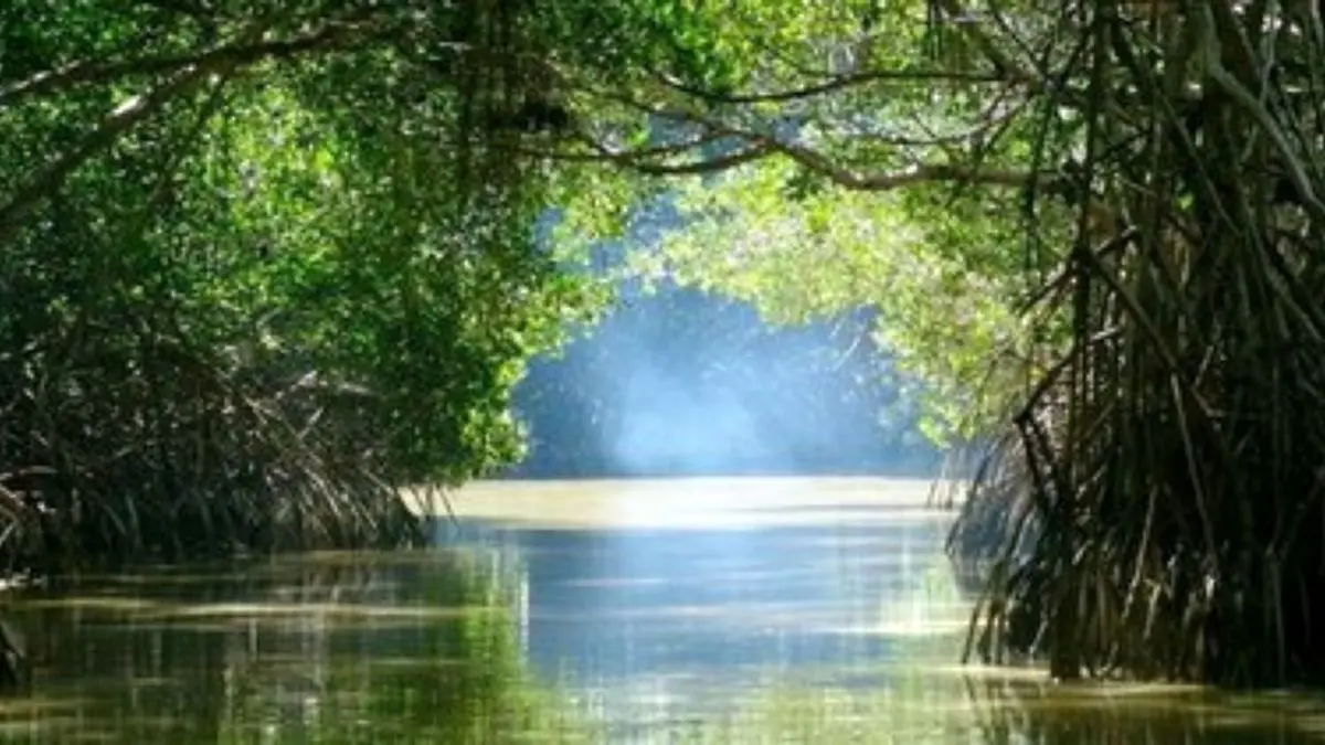 آب شیرین کن‌ها مهم‌ترین تهدید زیستگاه‌های دریایی هرمزگان