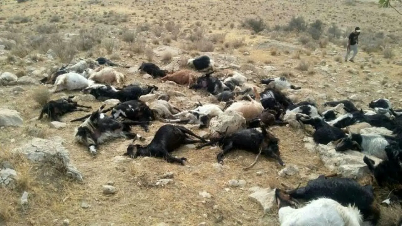 اتلاف 246 رأس گوسفند در فارس براثر آب آلوده