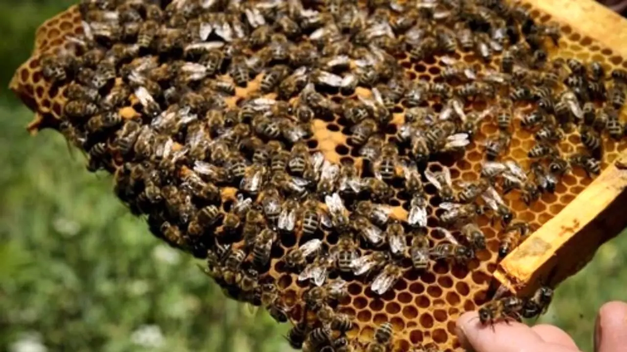 پرورش 2 نوع زنبور برای کنترل آفات مزارع استان البرز