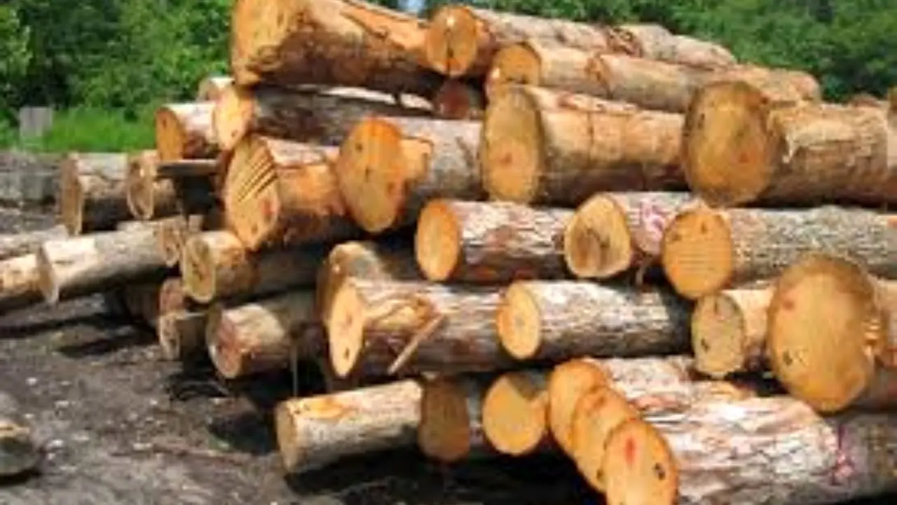 صدور حکم بازداشت برای عامل قطع درختان سوزنی برگ در چالوس