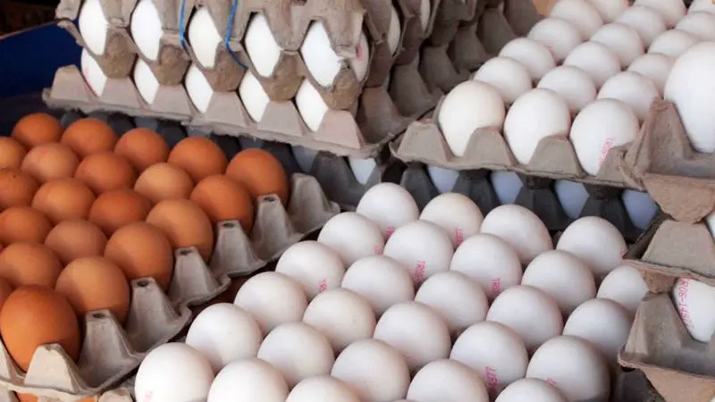 تخم مرغ گران شد/ نرخ هر شانه تخم‌مرغ درب مرغداری 16 هزار تومان