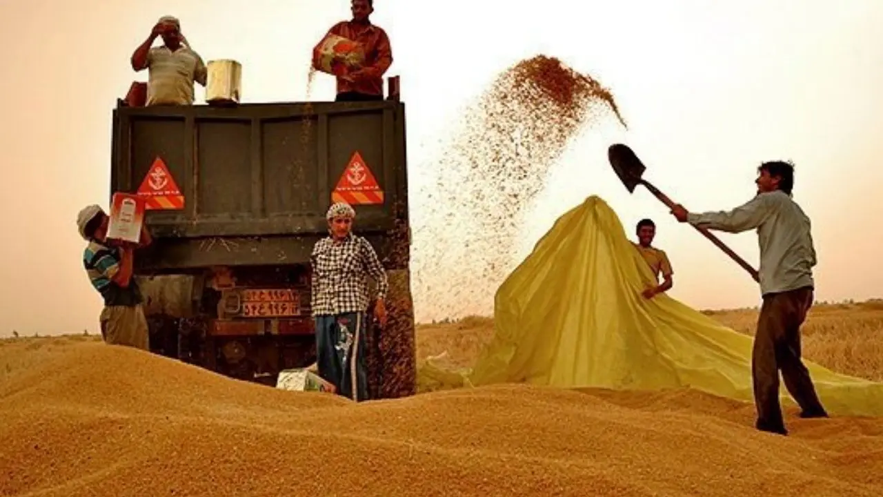 خرید تضمینی 8.2 میلیون تن گندم/ افزایش کیفیت و کاهش سن‌زدگی گندم