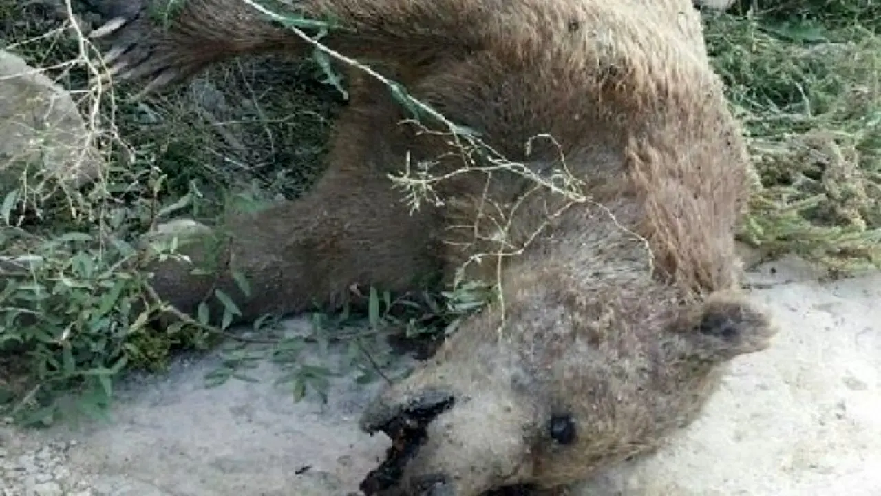 کشف جسد یک قلاده خرس قهوه‌ای