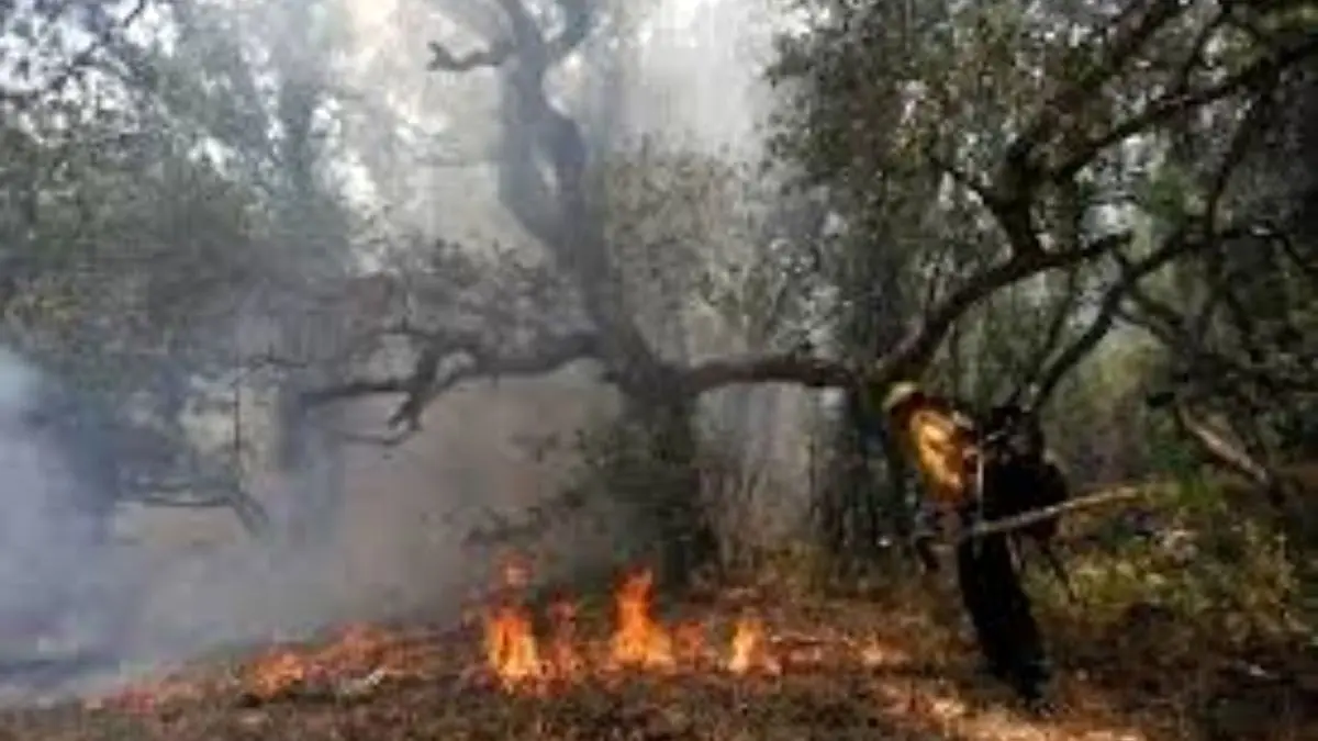 آتش سوزی در نخلستان‌های شهداد