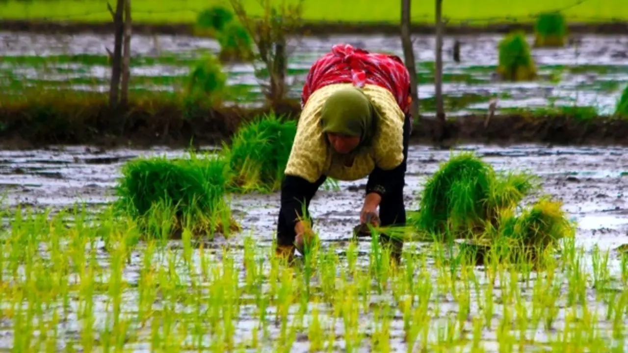 کاهش 40 درصدی کشت برنج در استان