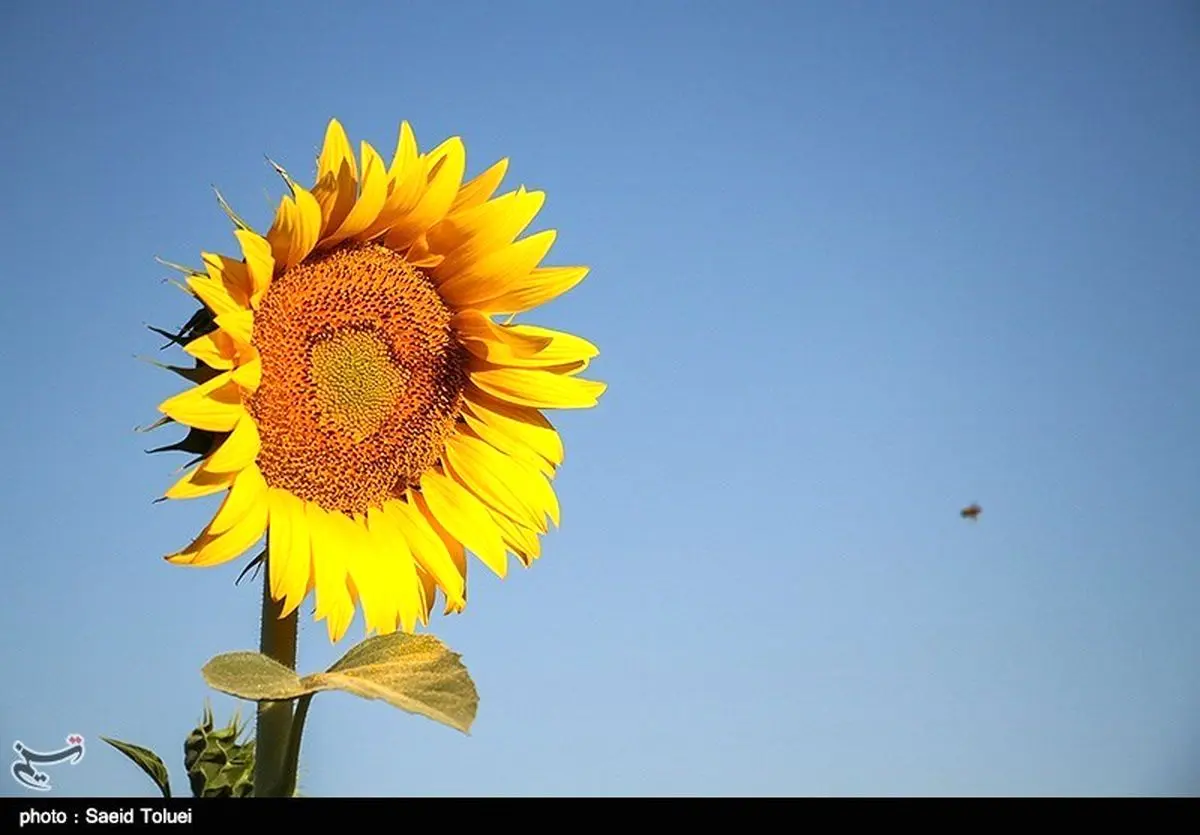 مزرعه آفتابگردان