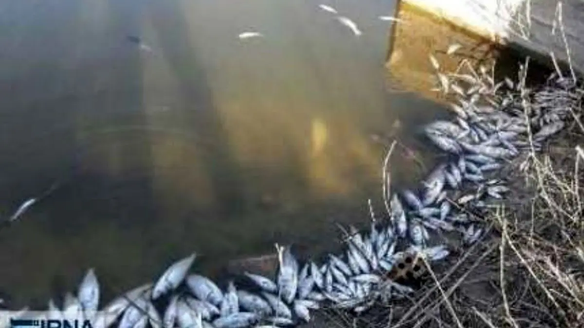 تلف شدن ماهیان پرورشی خوزستان به دلیل کمبود آب