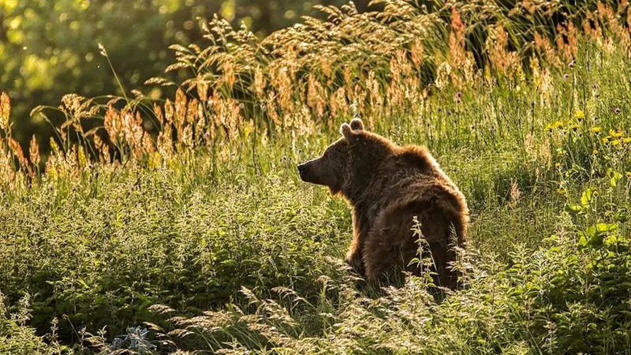 نجات 6 قلاده خرس/ تله‌های سیمی بلای جان محیط زیست