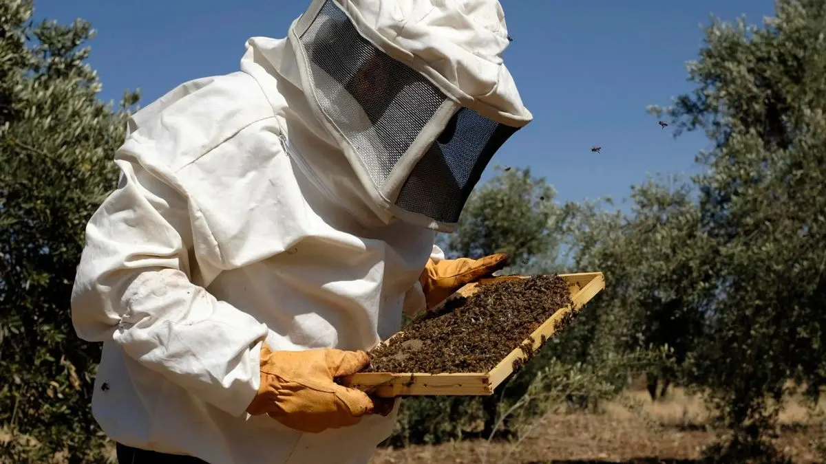 زنبورداری در یمن حرفه‌ای خطرناک در دوران جنگ است