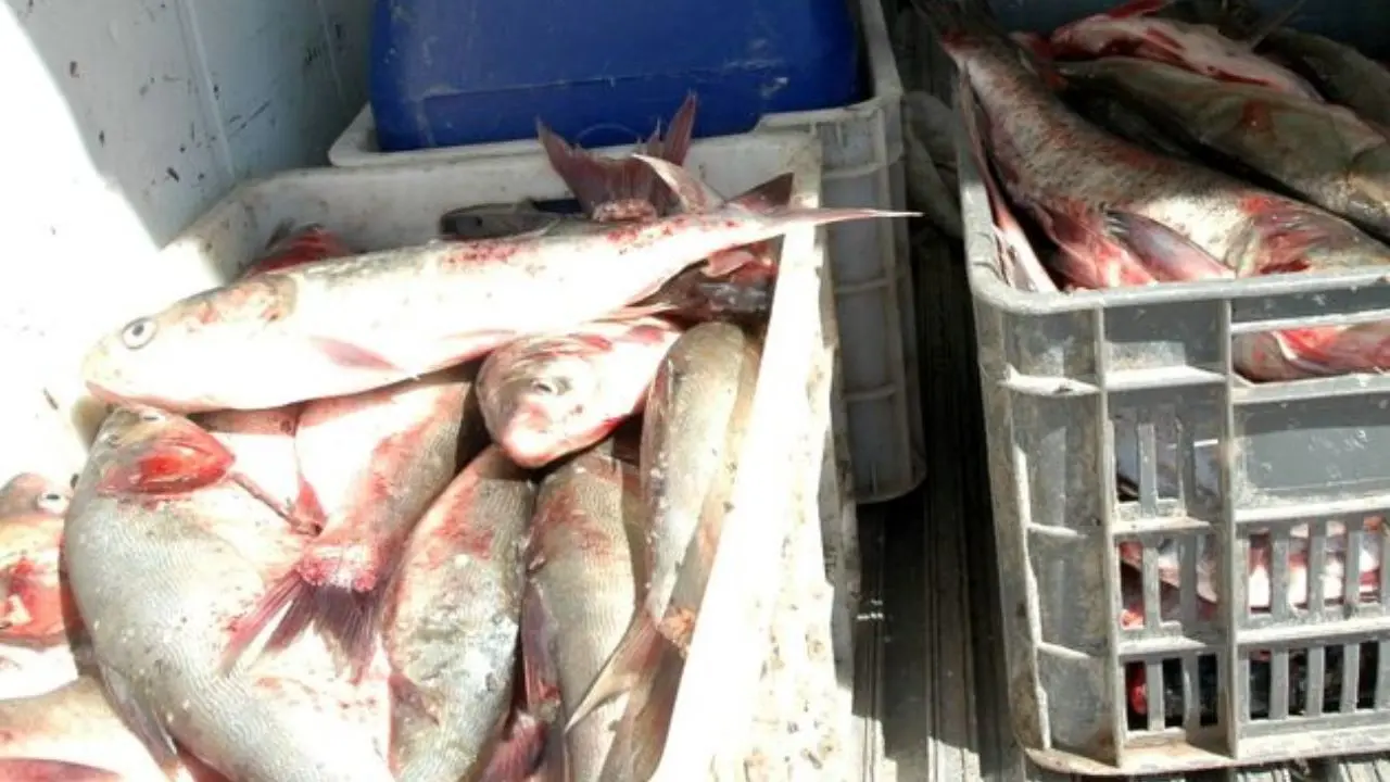 کشف 13 تن ماهی قاچاق در محور چابهار