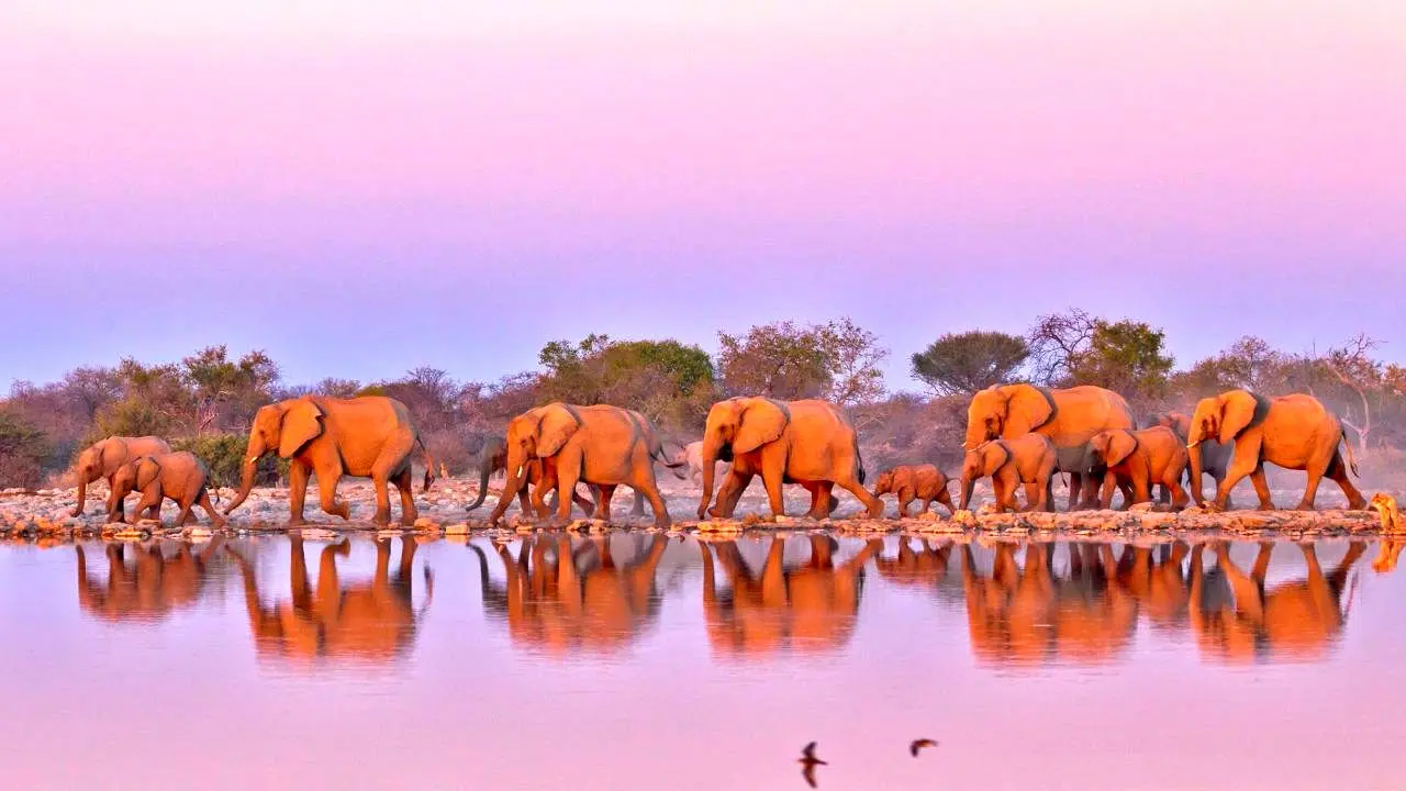 عکس روز بینگ، عبور فیل‌ها